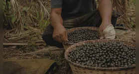 O açaí deixou de ser apenas a base da mesa paraense para se transformar em um gigante da economia mundial.