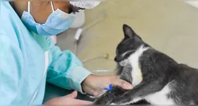 A primeira Clínica Veterinária Municipal de Triagem de Belém será totalmente gratuita.