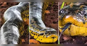Sucuri gigante é flagrada em momento surpreendente no Pantanal. Veja o vídeo!