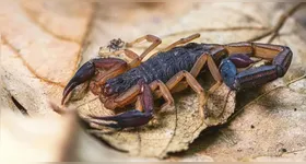 Espécies que acumulam umidade ou formam áreas densas não atraem diretamente os animais, mas criam abrigo e aumentam o risco de acidentes