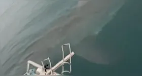 O tubarão-branco cercou o barco dos pescadores