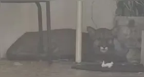 No fim da tarde desta quarta-feira (18), a onça foi solta em uma área natural apropriada.