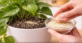 A prática consiste em incorporar pequenas quantidades desse grão ao substrato, pois o objetivo principal é beneficiar os microrganismos presentes no solo.