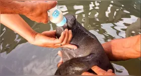 O espaço será destinado ao cuidado dos animais nos últimos anos de tratamento, antes da reintegração ao habitat natural.