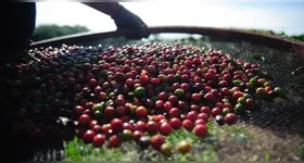 Após chegar ao Brasil pelo Pará, o café se tornou um pilar da economia nacional, influenciou a política, a urbanização e a construção de ferrovias.