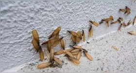 Apesar do incômodo, biólogos ressaltam que os bichos de luz têm papel importante no equilíbrio do meio ambiente.