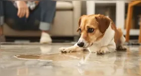 O odor persistente da urina se deve à presença de compostos como amônia e ácido úrico, que penetram facilmente em superfícies porosas.