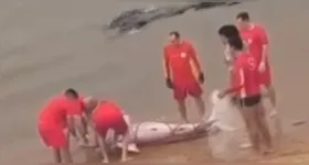 Equipes do Corpo de Bombeiros realizaram o resgate do mamífero.