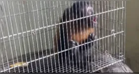 Macaco invadia residências na região e deixava rastro de desordem.