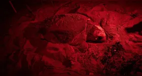 O animal marinho é monitorado pelo Projeto Tamar