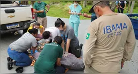 Boto-fêmea sendo atendida pelos veterinários do Ibama