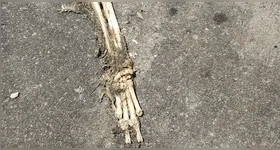 Ossada encontrada pelos clientes do bar