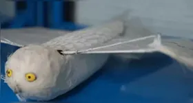 O drone simula uma águia pode entrar para o livro dos recordes.
