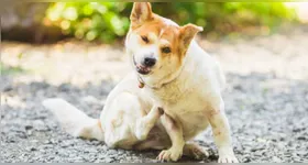 Eliminar apenas as pulgas presentes no pet não é suficiente.