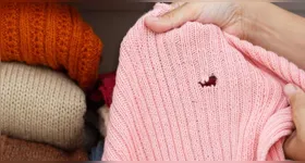 Especialistas explicam hábitos dos insetos e formas de prevenir danos