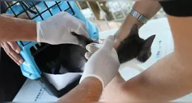 A doença é observada em todas as regiões do país, com maior incidência nos estados do Sul e Sudeste.