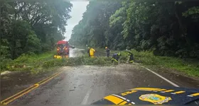 Segundo a PRF, a BR-158 ficou obstruída após a queda de uma árvore de grande porte, na altura do município de Itaara.