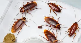 A capacidade de sentir o cheiro de barata depende da presença de receptores específicos no nariz.