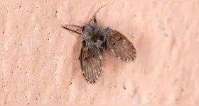 Pequenos cuidados diários fazem grande diferença no controle desses insetos domésticos.