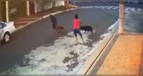 A tutora dos cães tentou conter os pit bulls, mas não conseguiu impedir que a criança fosse ferida.