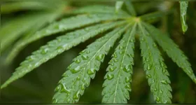 O debate de novas regras acontece diante do cenário de crescimento acelerado do consumo.