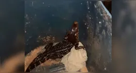 Homem acionou a polícias ambiental para realizar o resgate do animal.