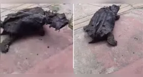 Segundo relatos de populares, o animal silvestre foi encontrado e acabou sendo amarrado por algumas pessoas.