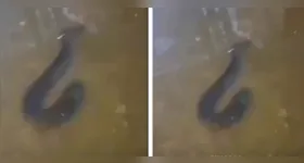 O peixe, também conhecido como peixe-elétrico, chamou a atenção de quem passava pelo local.