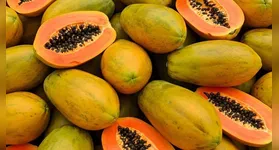 As estudantes de Bioquímica da Unifranz manipulam as sementes de mamão utilizadas como base para o Carispermex.