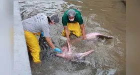O boto foi resgatado por autoridades e institutos