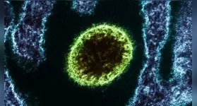 O vírus Nipah integra a lista de doenças prioritárias da Organização Mundial da Saúde (OMS).