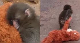 Agora o filhote está integrado a um novo grupo.