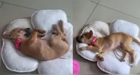 Animal ainda é filhote, tem pelagem na cor caramelo e temperamento dócil.