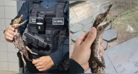 Os militares do BPA identificaram o animal como pertencente à espécie jacaré-coroa