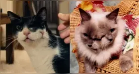 Gata de dois rostos exibida no filme O Agente Secreto; ao lado, o gato Frank and Louie, caso real de diprosopia que ganhou reconhecimento mundial.