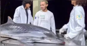 Golfinho-listrado encontrado morto em Mosqueiro passa por necropsia para apurar as causas da morte, em procedimento conduzido por pesquisadores.