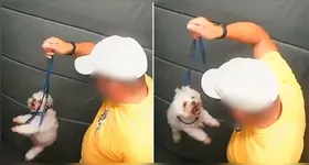 Autoridades apreenderam o cachorro após agressões cometidas pelo tutor.