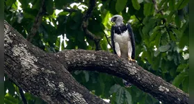 Imagem ilustrativa da notícia Projeto Harpia reforça proteção da espécie no Mosaico de Carajás