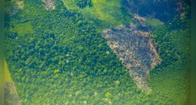 As ações de combate ao desmatamento resultaram em reduções expressivas nos municípios.