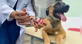 A primeira etapa da ação ocorreu nos distritos de Mosqueiro, Outeiro e Icoaraci, mais distantes da área central.