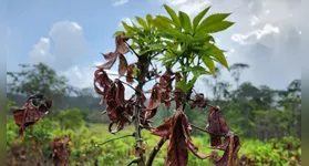 Uma das propostas sugeridas durante a reunião foi a adoção de técnicas como o plantio consorciado, que pode retardar a proliferação do fungo.