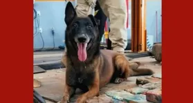 Imagem ilustrativa da notícia Cão-herói pioneiro da Guarda Municipal de Marabá, Ziah morre aos 12 anos