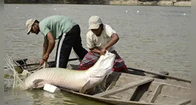 Estudo da UFPA decifra DNA do pirarucu e do filhote, promovendo a sustentabilidade e rastreabilidade na piscicultura amazônica. Conheça os avanços!