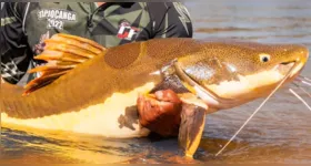 As decisões envolvem ações coordenadas entre países para proteger espécies que cruzam fronteiras durante seu ciclo de vida.