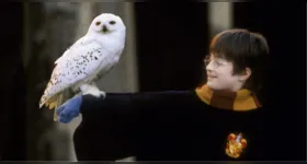 Com a atualização, os países signatários passam a ter compromisso legal de adotar medidas para proteger espécies migratórias ameaçadas