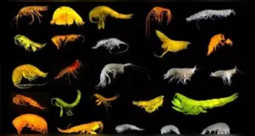 Os animais pertencem ao grupo dos anfípodes, crustáceos semelhantes às chamadas pulgas-do-mar, comuns em regiões costeiras