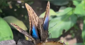 Uma das borboletas mais conhecidas do local apresenta coloração azul.