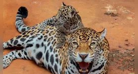 O filhote de onça-pintada sob monitoramento na área interna; nome do novo morador será revelado neste domingo (29).