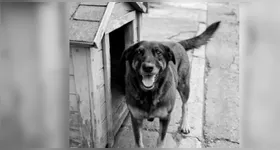 Além do cão Orelha, a polícia investiga também uma segunda ocorrência envolvendo um cachorro caramelo.