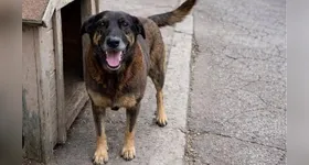 O cão comunitário que recebia cuidados de vários moradores na Praia Brava.